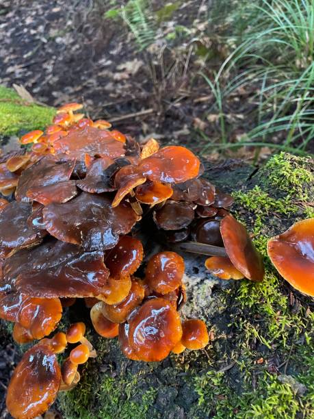istock Glossy mushrooms shining in the sun 1393838693