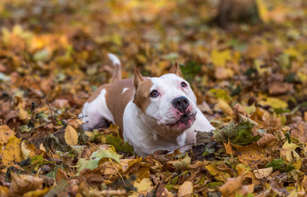 istock American Bulldog is Lying on the Ground. 1393838762