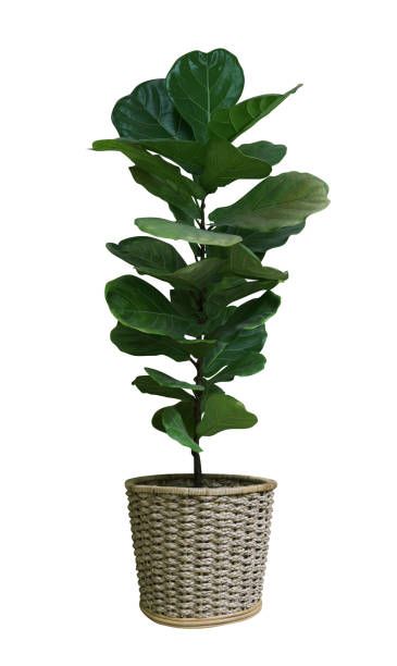 grüne blätter tropische zimmerpflanze fiddle-leaf feigenbaum (ficus lyrata) in kleinem keramiktopf, zierbaum isoliert auf weißem hintergrund, schnittpfad inklusive - fig leaf stock-fotos und bilder