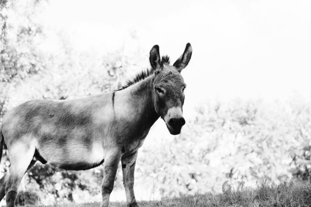 istock Mini donkey portrait on farm 1393840403