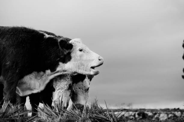 bydło hereford na ranczu - field hereford cattle domestic cattle usa zdjęcia i obrazy z banku zdjęć