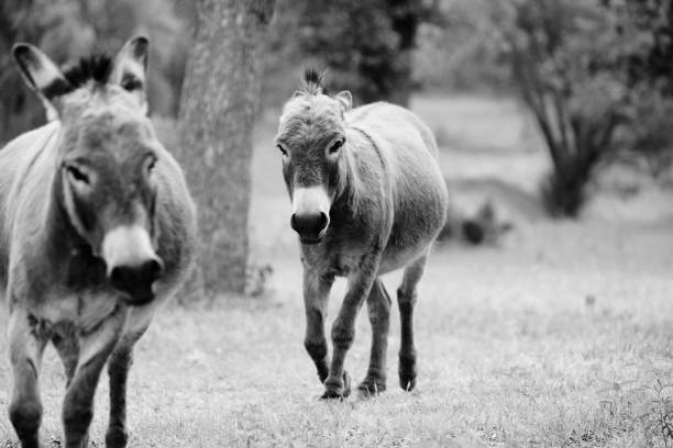 istock Mini donkeys playing in black and white from farm field. 1393840421