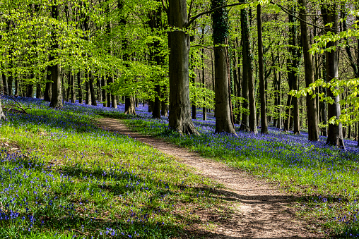 Bluebells in the Kings Woods in Challock near Ashford in Kent, England