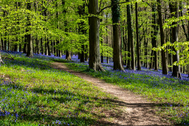 Bluebells in the Kings Woods in Challock near Ashford in Kent, England stock photo