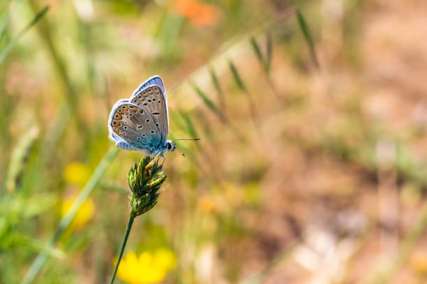 istock Blue butterfly on flower 1393841169
