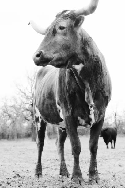 istock Texas longhorn portrait in black and white 1393841870