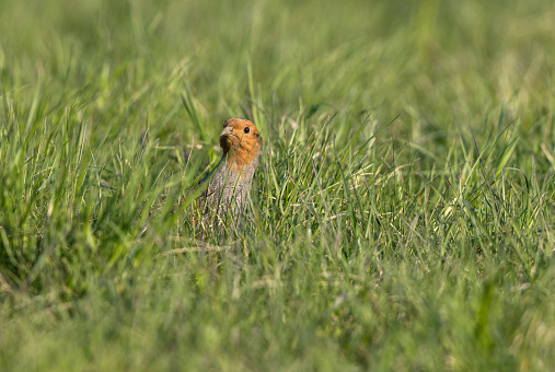 Male grey partridge (Perdix perdix) hiding in a meadow.