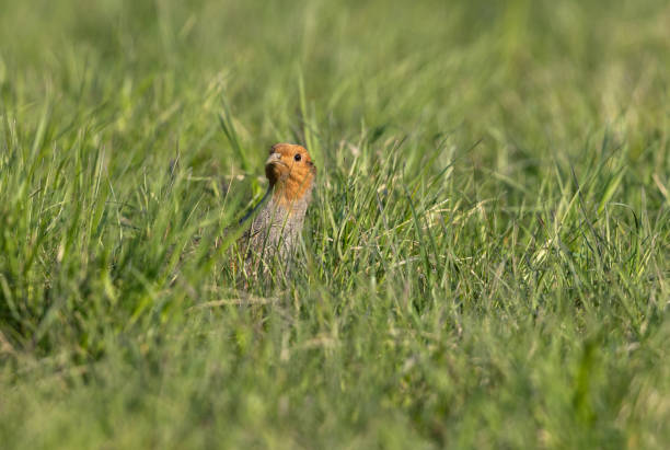 Male grey partridge Male grey partridge (Perdix perdix) hiding in a meadow. grey partridge perdix perdix stock pictures, royalty-free photos & images