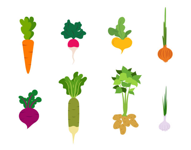 ilustraciones, imágenes clip art, dibujos animados e iconos de stock de colección de verduras en estilo cartoon. elementos de diseño para jardinería, cosecha, siembra de semillas. - radish