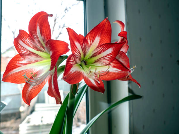 istock large red Amaryllis flowers bloom on the windowsill 1393843134