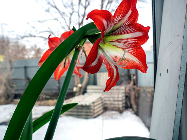 istock large red Amaryllis flowers bloom on the windowsill 1393843144