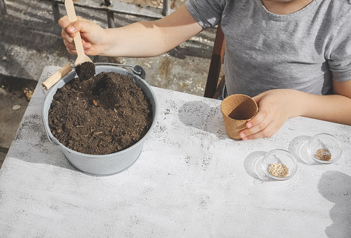 Little caucasian girl sits at a table outdoors in the backyard of the house and plants seeds in a cardboard cup picking up soil with a wooden spoon from a zinc bucket on a light cement background, close-up top view. Concept gardening, sowing seeds, seedlings, at home, diy.