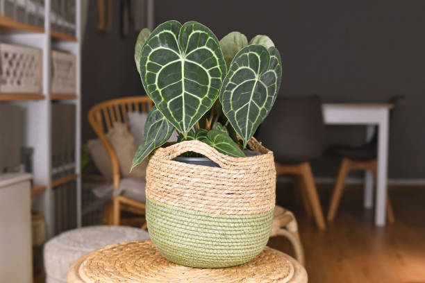 istock Exotic 'Anthurium Clarinervium' houseplant 1393843215