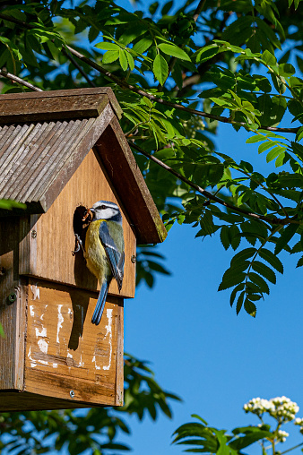 Male bluetit bird, cyanistes caeruleus, visiting nest box with a small caterpillar for the female who incubates eggs