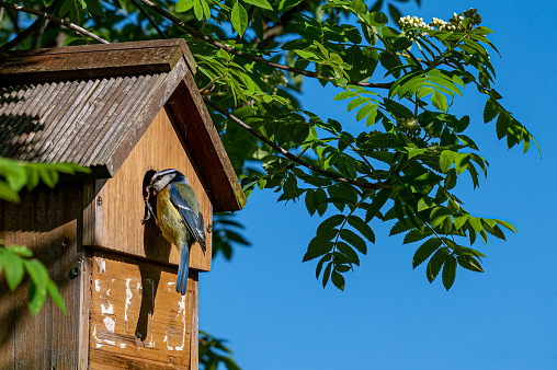 Male bluetit bird, cyanistes caeruleus, visiting nest box with a small caterpillar for the female who incubates eggs