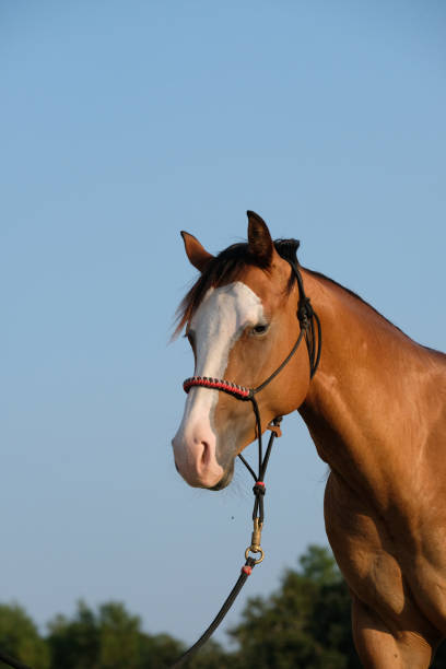 Young horse in halter close up for equine portrait on western ranch during summer