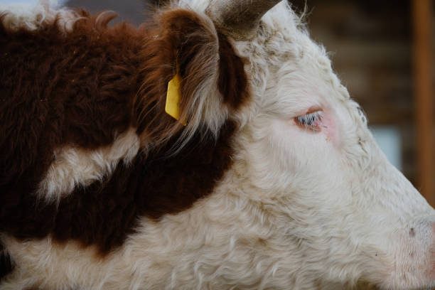 byk wołowy hereford na ranczu - field hereford cattle domestic cattle usa zdjęcia i obrazy z banku zdjęć