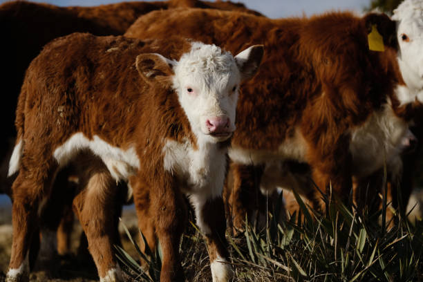 cielę hereford na farmie wołowej z bliska ze stadem krów - field hereford cattle domestic cattle usa zdjęcia i obrazy z banku zdjęć