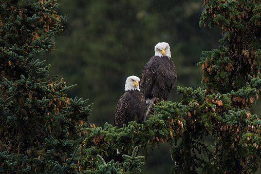 A closeup of a bald eagle looking straight into the camrea, dark matte background