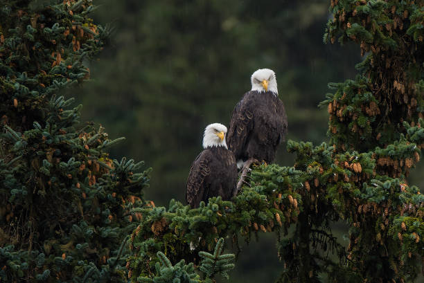 bald eagles perched in spruce tree over a river - haines imagens e fotografias de stock