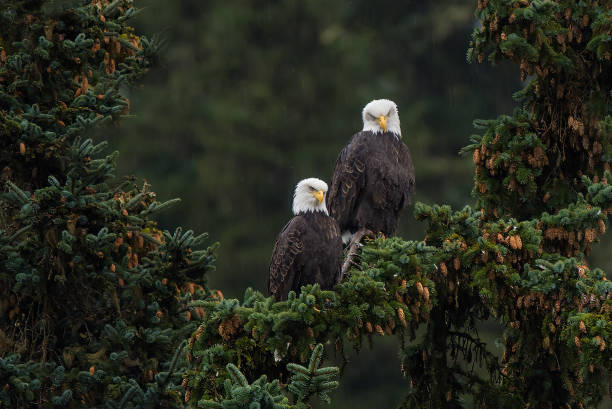 Eagle Spring Tree 8.200+ Eagles Stok Fotoğrafları, Resimler ve Royalty-Free Görseller ...