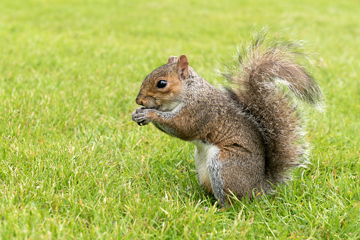 Close up of a gray squirrel eating whilst sat on grass. England, UK.