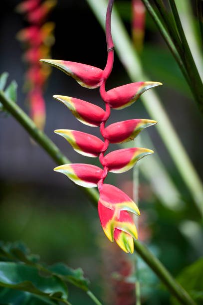 heliconia, falso uccello del fiore del paradiso, costa rica - claw rainforest outdoors close up foto e immagini stock