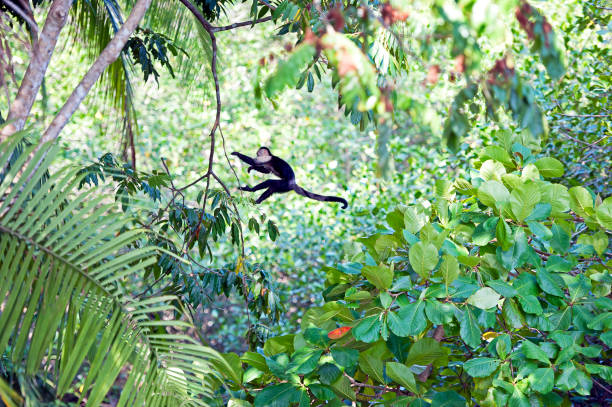White-faced or Capuchin Monkies are one of four species of monkey in Costa Rica that live in the forest and along the coastline, including the Spider, Squirrel and of course the Howler Monkey whose call can be heard for miles across the tropical rainforest