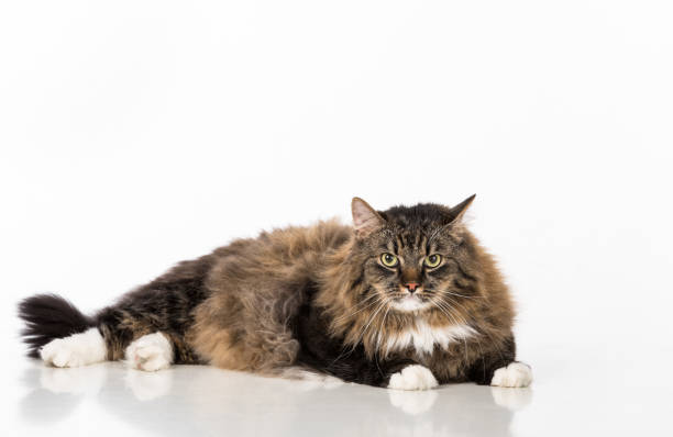 istock Curious and Angry Dark Cat Sitting on the white table. Portrait. White background. 1393844567