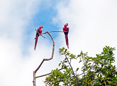 Costa Rica is a nature lovers paradise with a huge variety of flora and fauna and incredible compliment of exotic birdlife that inhabits the tropical rainforest and coastal habitats