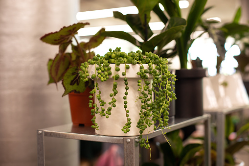 String of Pearls plant. Curio rowleyanus. Succulent green plant in white pot. bead thread. Home and garden concept. Plants love and urban jungle. Senecio Herreianus. Senecio rowleyanus.
