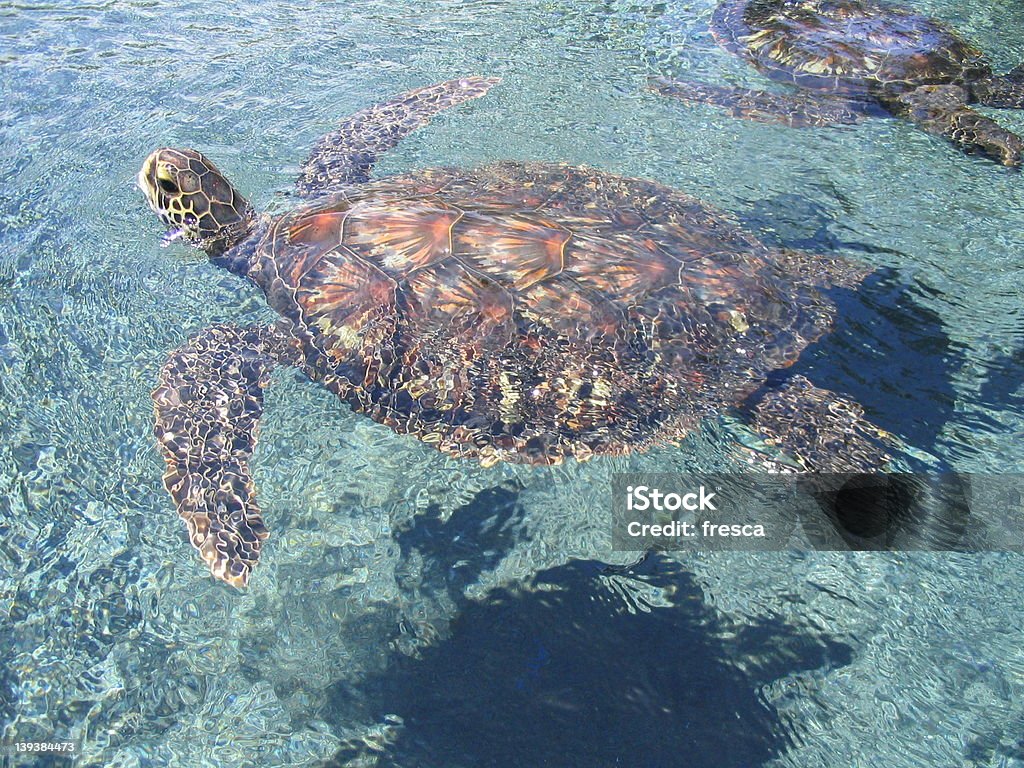 바다 거북이 - 로열티 프리 거북이 스톡 사진