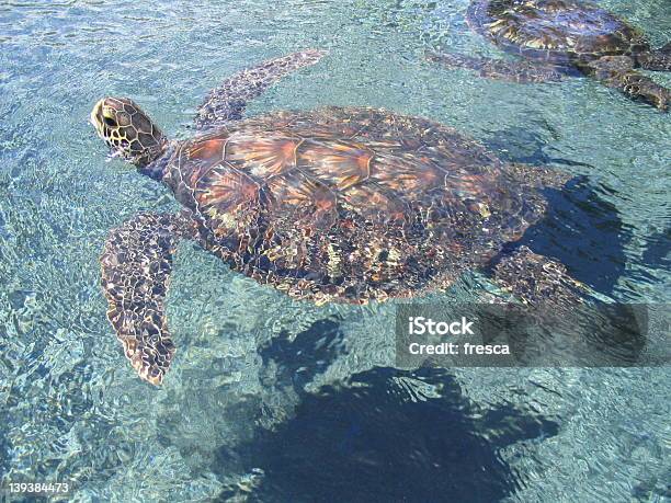 바다 거북이 거북이에 대한 스톡 사진 및 기타 이미지 - 거북이, 동물, 물