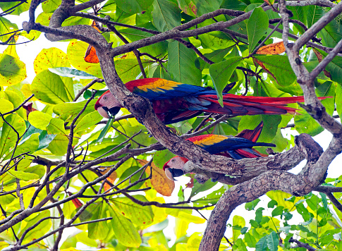 Costa Rica is a nature lovers paradise with a huge variety of flora and fauna and incredible compliment of exotic birdlife that inhabits the tropical rainforest and coastal habitats