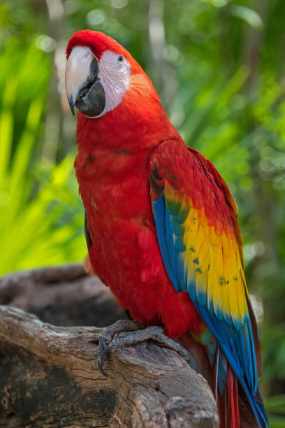 istock Scarlet Macaw Parrot, Quintana Roo, Mexico 1393845158