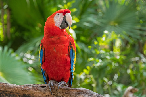 Scarlet Macaw Perched on a Fence