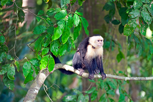White-faced or Capuchin Monkies are one of four species of monkey in Costa Rica that live in the forest and along the coastline, including the Spider, Squirrel and of course the Howler Monkey whose call can be heard for miles across the tropical rainforest