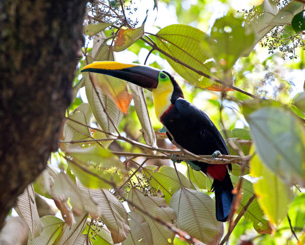 istock Toucan, side on, perching in tree, Corcovado National Park,  Costa Rica 1393845240