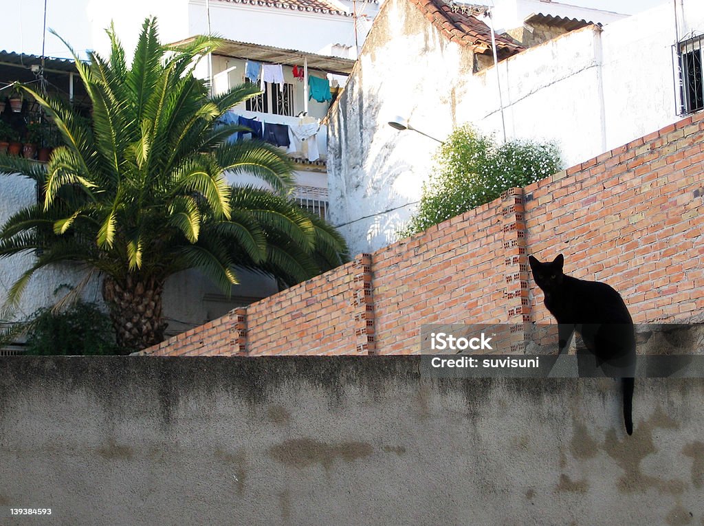 Schwarze Katze auf der Wand - Lizenzfrei Dorf Stock-Foto