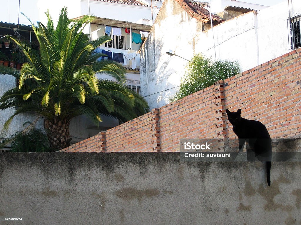 Gatto nero sulla parete - Foto stock royalty-free di Ambientazione tranquilla