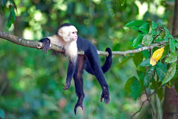 White-faced or Capuchin Monkies are one of four species of monkey in Costa Rica that live in the forest and along the coastline, including the Spider, Squirrel and of course the Howler Monkey whose call can be heard for miles across the tropical rainforest