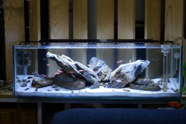 istock Fish tank with rock decoration 1393846189