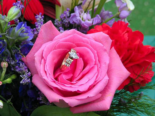 Engagement Rose stock photo