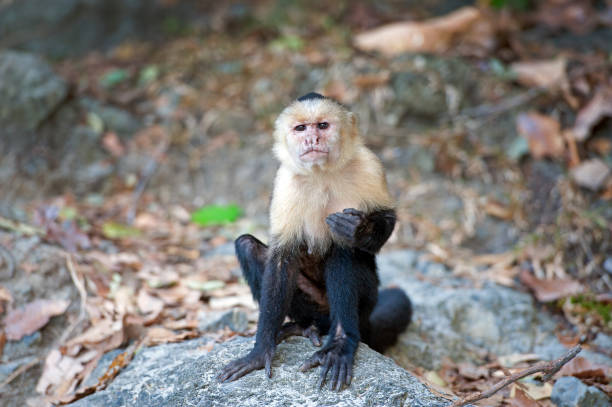 White-faced or Capuchin Monkies are one of four species of monkey in Costa Rica that live in the forest and along the coastline, including the Spider, Squirrel and of course the Howler Monkey whose call can be heard for miles across the tropical rainforest