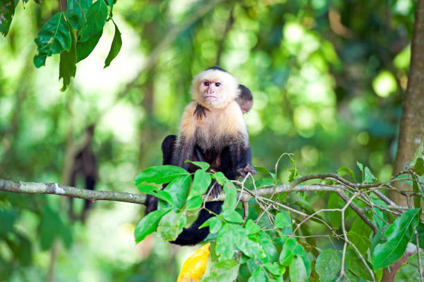 White-faced or Capuchin Monkies are one of four species of monkey in Costa Rica that live in the forest and along the coastline, including the Spider, Squirrel and of course the Howler Monkey whose call can be heard for miles across the tropical rainforest