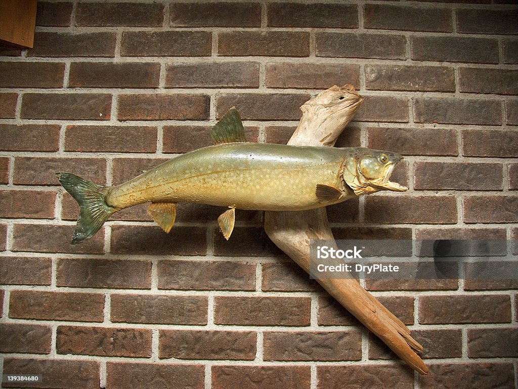 Trout Forelle - Lizenzfrei Fisch Stock-Foto