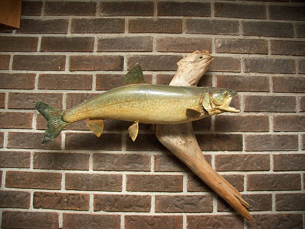 Trout Stuffed Trout, taken with a Canon Pro1. taxidermy stock pictures, royalty-free photos & images