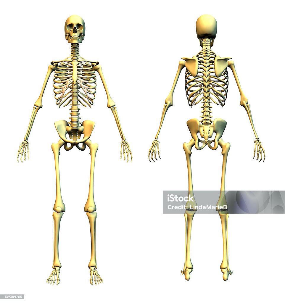 Human Skeleton - Front and Back Human Skeleton - male. 3D render Human Skeleton Stock Photo