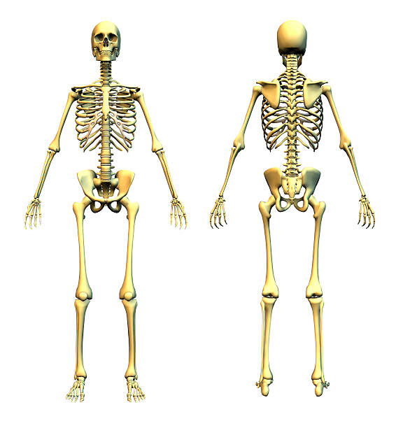 Human Skeleton - Front and Back stock photo
