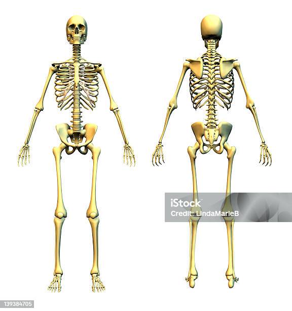 Human Skeleton Front And Back Stock Photo - Download Image Now - Human Skeleton, Front View, Rear View